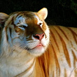 Golden Tabby Tiger 02