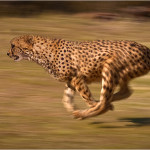 Cheetah_chase
