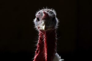 SONOMA, CA - NOVEMBER 22: With less than one week before Thanksgiving, a turkey stands in a barn at the Willie Bird Turkey Farm November 22, 2010 in Sonoma, California. An estimated forty six million turkeys are cooked and eaten during Thanksgiving meals in the United States. (Photo by Justin Sullivan/Getty Images)