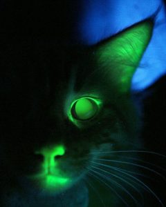 NEW ORLEANS -- Everyone knows that cats can see in the dark, but that wasn't good enough for some New Orleans scientists. They produced Mr. Green Genes, a cat that glows in the dark and is destined to be more than just a novelty for Halloween parties. He's a nearly 6-month-old orange tabby but, under ultraviolet light, his eyes, gums and tongue glow a vivid lime green, the result of a genetic experiment at the Audubon Center for Research of Endangered Species. Mr. Green Genes is the first fluorescent cat in the United States, said Betsy Dresser, the center's director. The researchers made him so they could learn whether a gene could be introduced harmlessly into the feline's genetic sequence to create what is formally known as a transgenic cat. If so, it would be the first step in a process that could lead to the development of ways to combat diseases via gene therapy. The gene, which was added to Mr. Green Genes' DNA when he was created earlier this year in the Audubon center's laboratory, has no effect on his health, Dresser said. Cats are ideal for this project because their genetic makeup is similar to that of humans, said Dr. Martha Gomez, a veterinarian and staff scientist at the center. To show that the gene went where it was supposed to go, the researchers settled on one that would glow. The gene "is just a marker," said Leslie Lyons, an assistant professor of population health and reproduction at the School of Veterinary Medicine at the University of California, Davis, who is familiar with the Audubon center's work. "The glowing part is the fun part," she said.