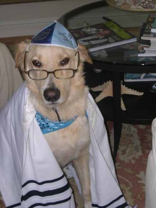 Животное евреев. Еврейская собака. Собака еврей. Собака еврейка.