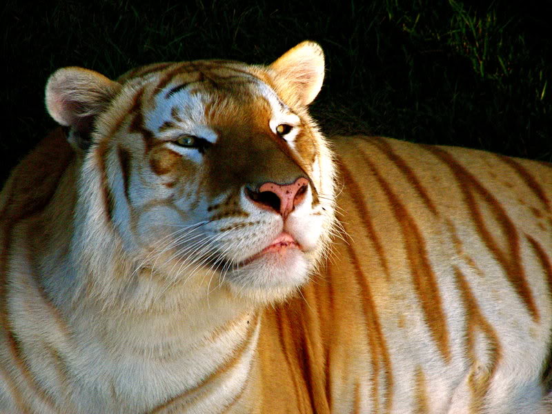 Golden Tabby Tiger 02