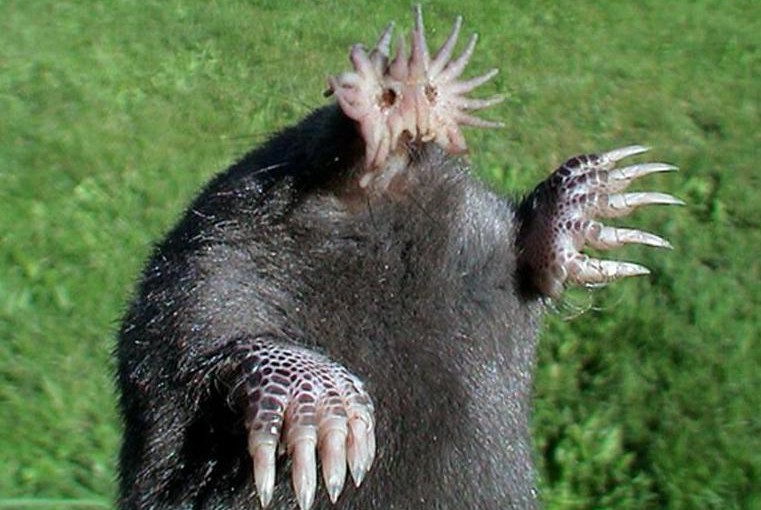 15 Bizarre Animals That Actually Exist – Planet Dolan | Obscure Facts About Life 15 Bizarre Animals That Actually Exist – Planet Dolan | Obscure Facts About Life